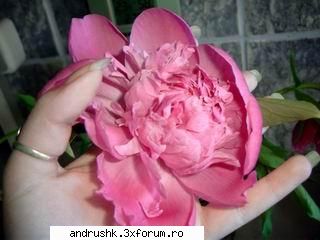 Galeria D3V1L_4NDR@ - un bujor dl mene din buc:)) - I like this photo