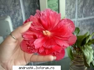 Galeria D3V1L_4NDR@ - alta floare.. :D - I like this photo
