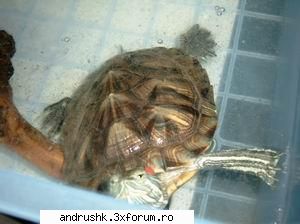 Galeria D3V1L_4NDR@ - broscutza mea, oaqui..are apa kam - I like this photo