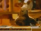Galeria D3V1L_4NDR@ - si marmota invelea ciocolata...:)) - I like this photo
