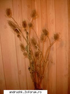 Pics by Andrushk - ce-mi plack spinii(sau ce-o mai fi) ashtia..:D ii - Poze facute de voi