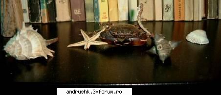 Pics by Andrushk - un aranjament din camera mea..:)))) - Poze facute de voi