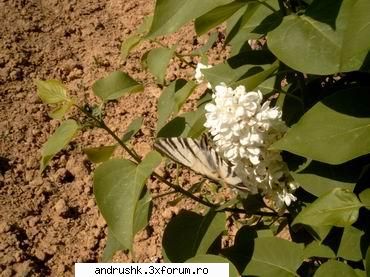 Pics by Andrushk - un liliac alb..dak priviti bene..vedeti si-un - Poze facute de voi