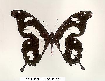 a new gallery..:) - nyoopi - I like this photo